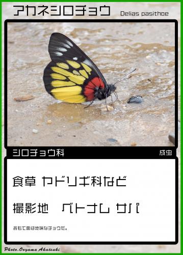 アカネシロチョウ